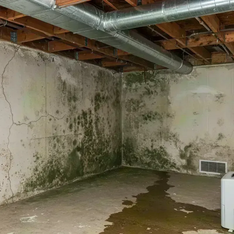 Professional Mold Removal in Stewartville, AL